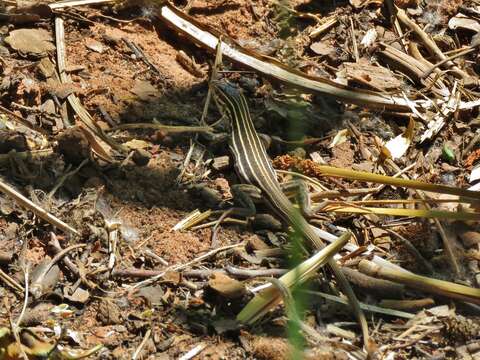 Image of Plateau Striped Whiptail