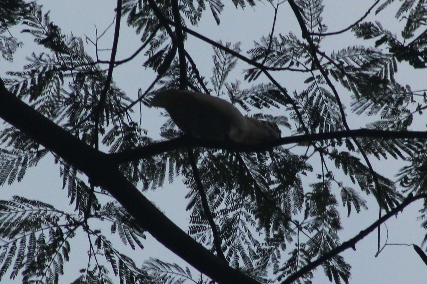 Cacatua moluccensis (Gmelin & JF 1788) resmi