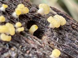 Image de Calocera pallidospathulata D. A. Reid 1974