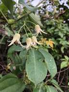 Image of Stauntonia obovatifoliola Hayata