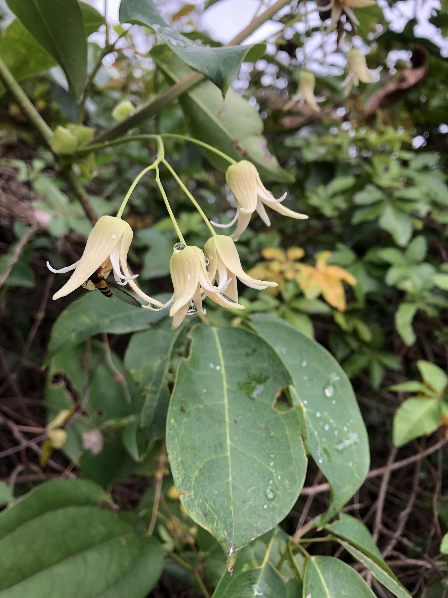 Imagem de Stauntonia obovatifoliola Hayata