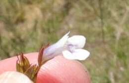 Image of Lindernia parviflora (Roxb.) Haines