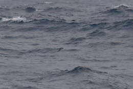 Image of Subantarctic Shearwater