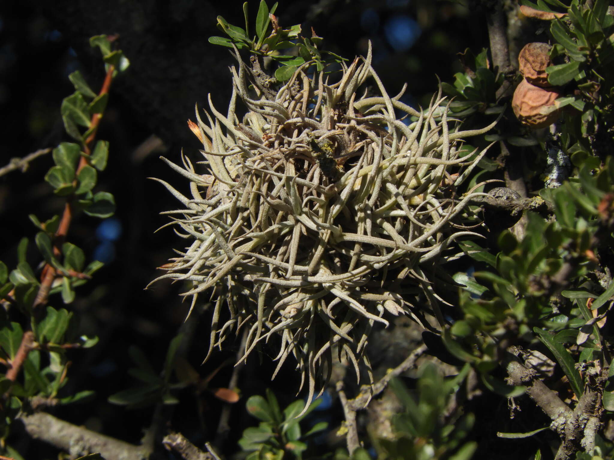 Tillandsia retorta Griseb. ex Baker resmi