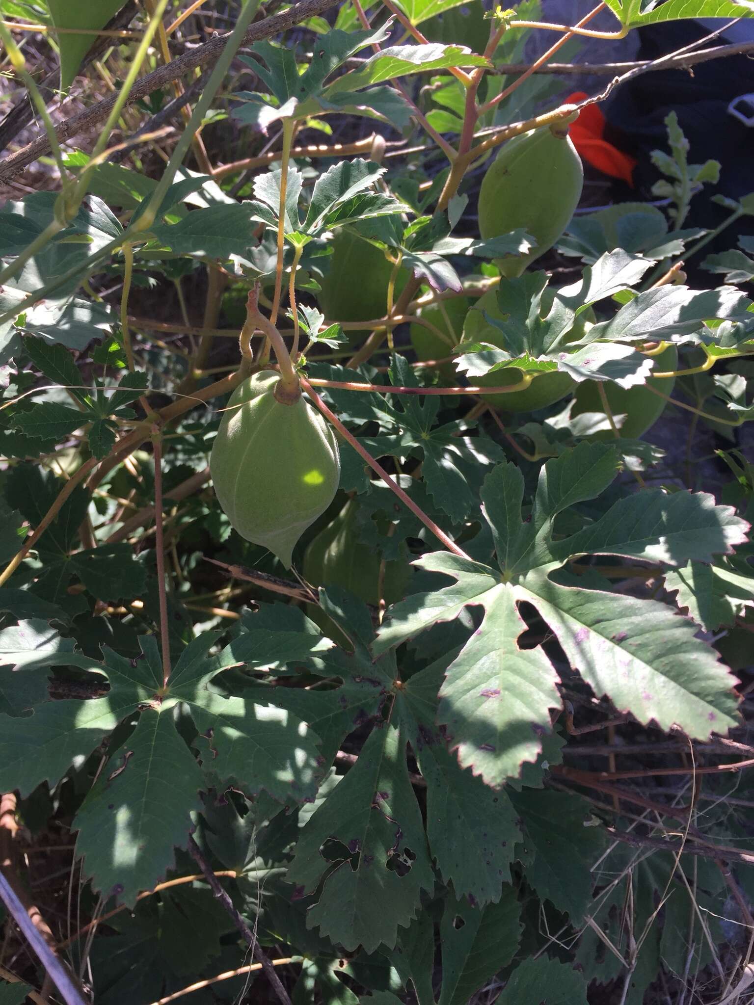 Imagem de Cochlospermum gonzalezii (Sprague & L. Riley) Byng & Christenh.