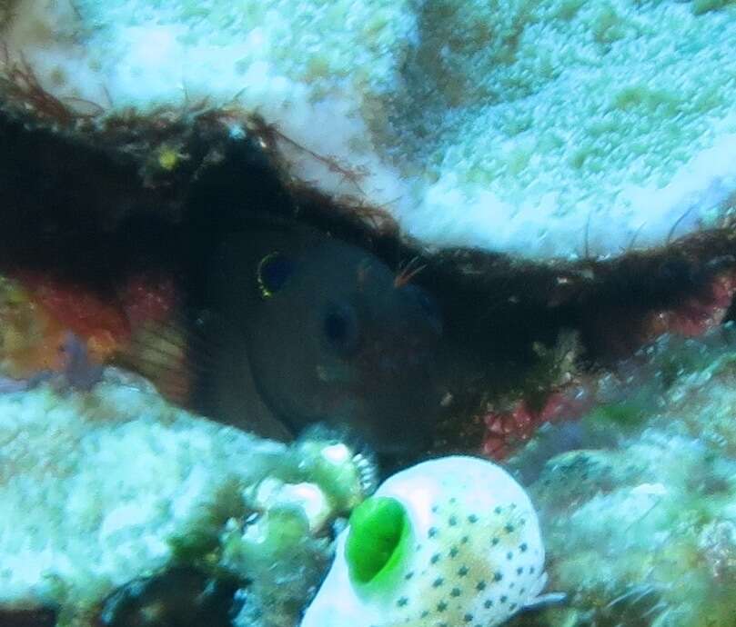 Image of Black-spot eye-lash blenny