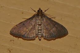 Image of Dusky Herpetogramma