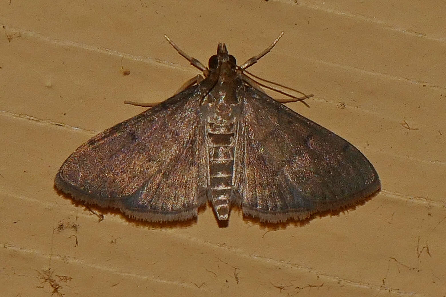 Image of Dusky Herpetogramma