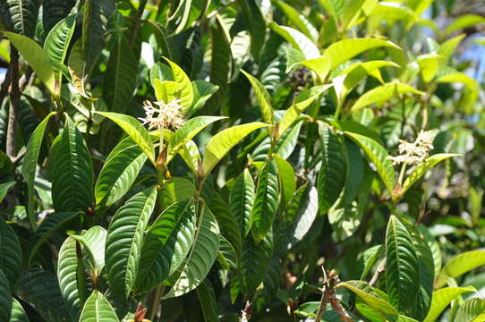 Image of Palicourea violacea (Aubl.) A. Rich.