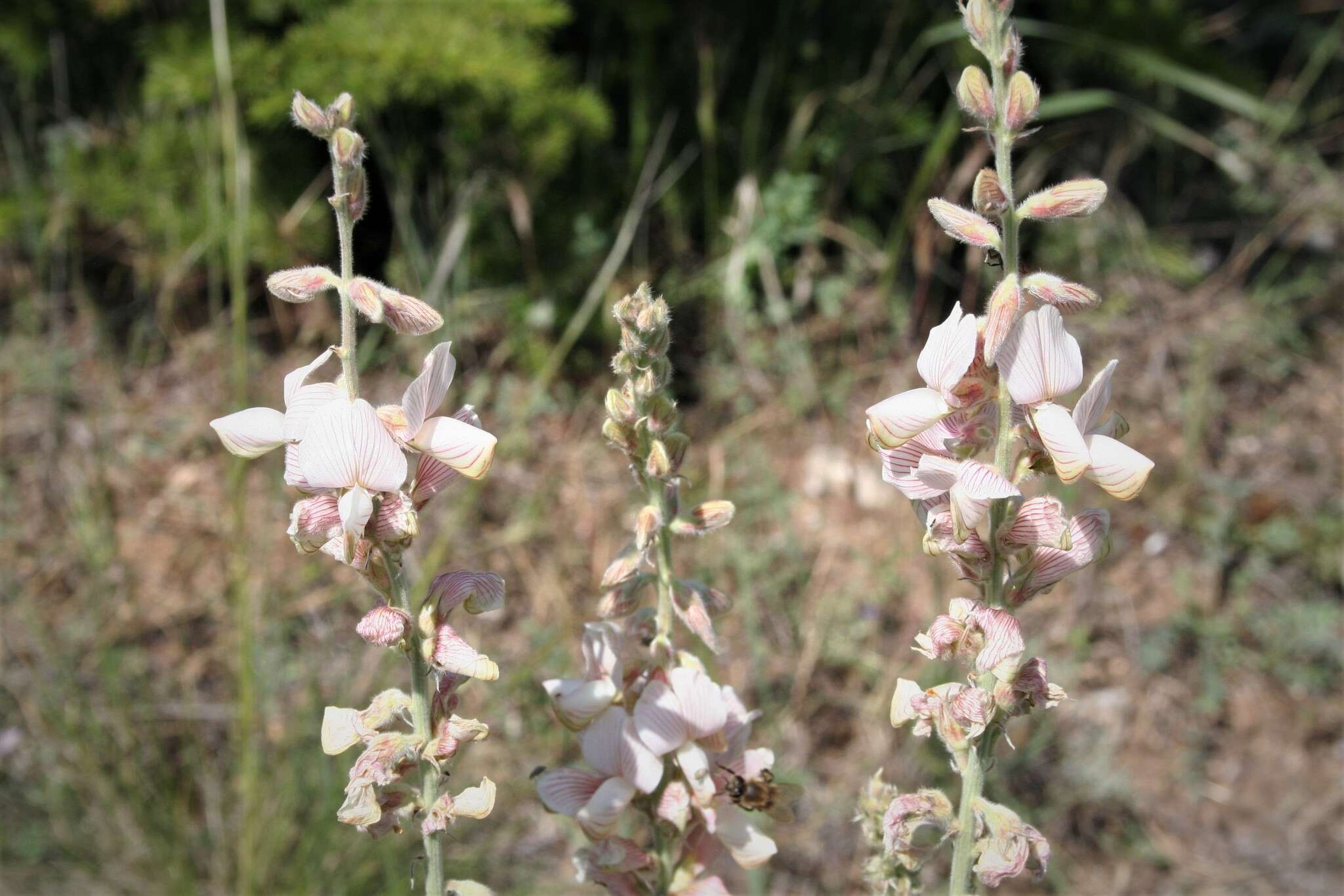 Plancia ëd Onobrychis hypargyrea Boiss.