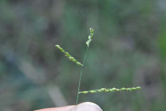 Image of Sprawling Liverseed Grass