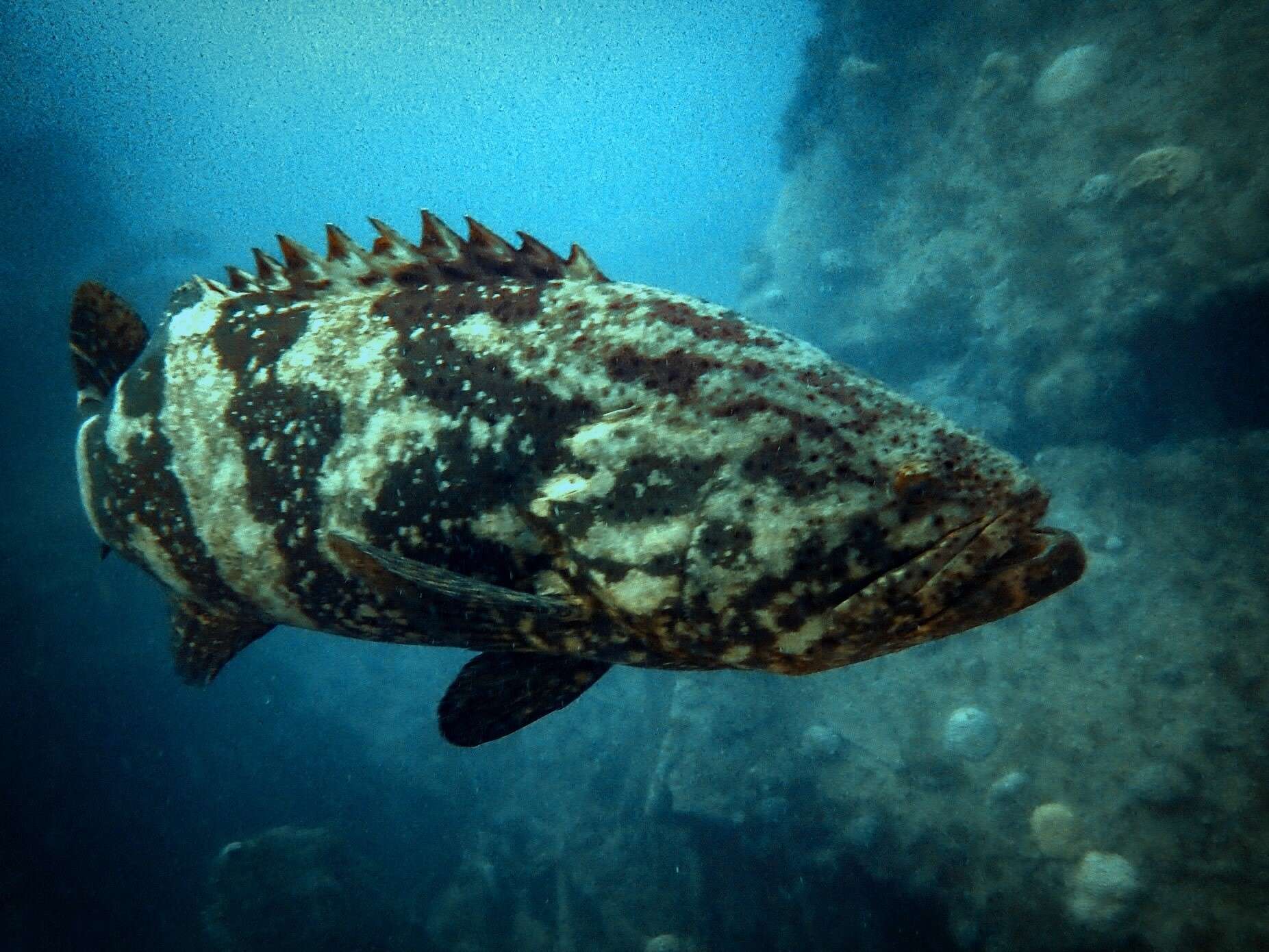 Image of Atlantic Goliath Grouper