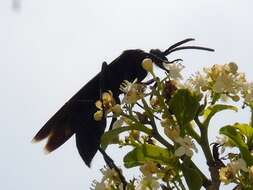 Imagem de Pepsis mexicana Lucas 1895