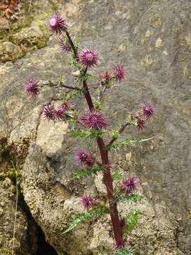 Image of Sacramento Mountain thistle