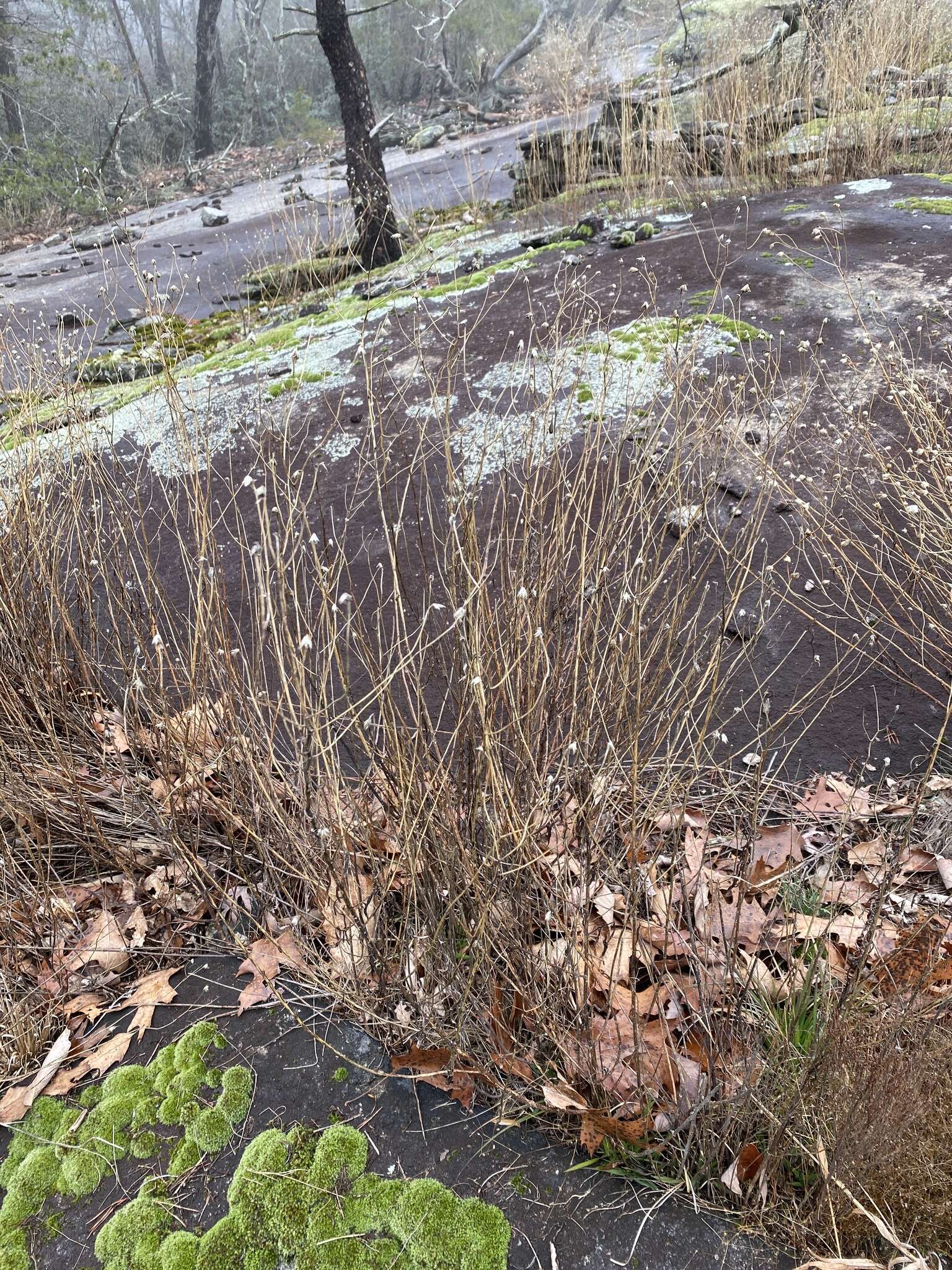 Sivun Helianthus porteri (A. Gray) J. F. Pruski kuva