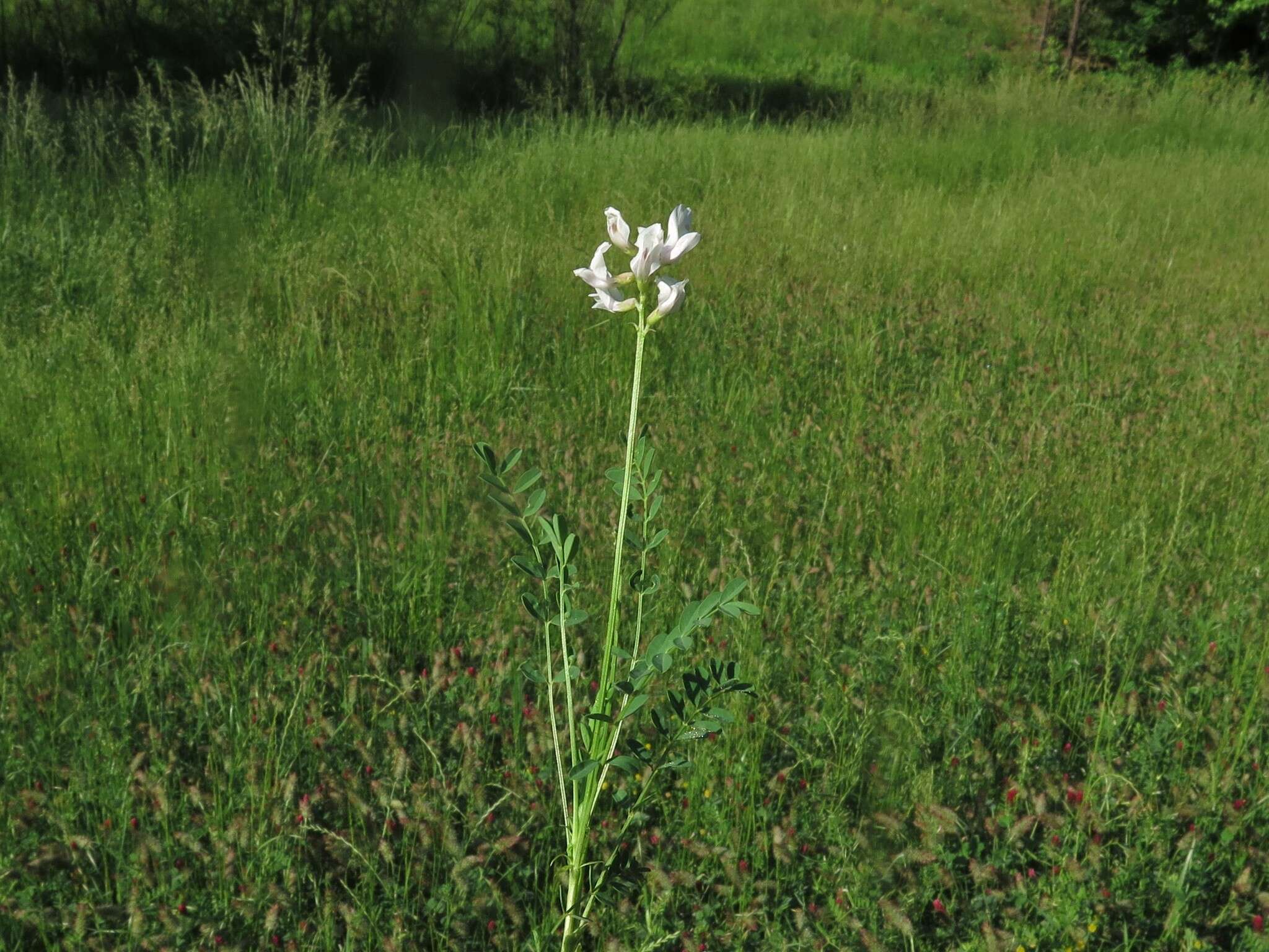 Image of <i>Astragalus <i>distortus</i></i> var. distortus