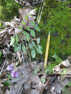 Sivun Lathyrus nevadensis subsp. nevadensis kuva