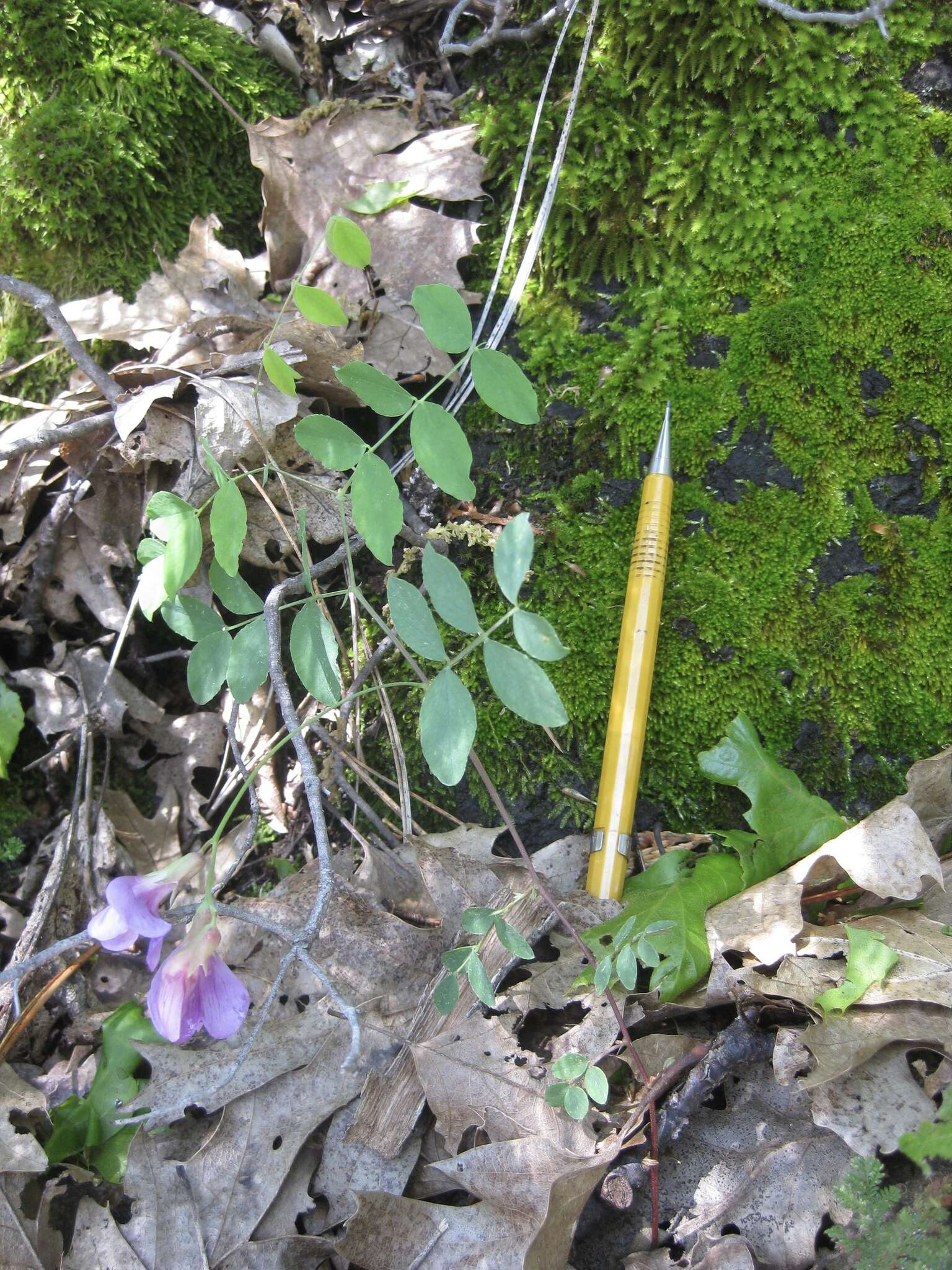 Imagem de Lathyrus nevadensis subsp. nevadensis