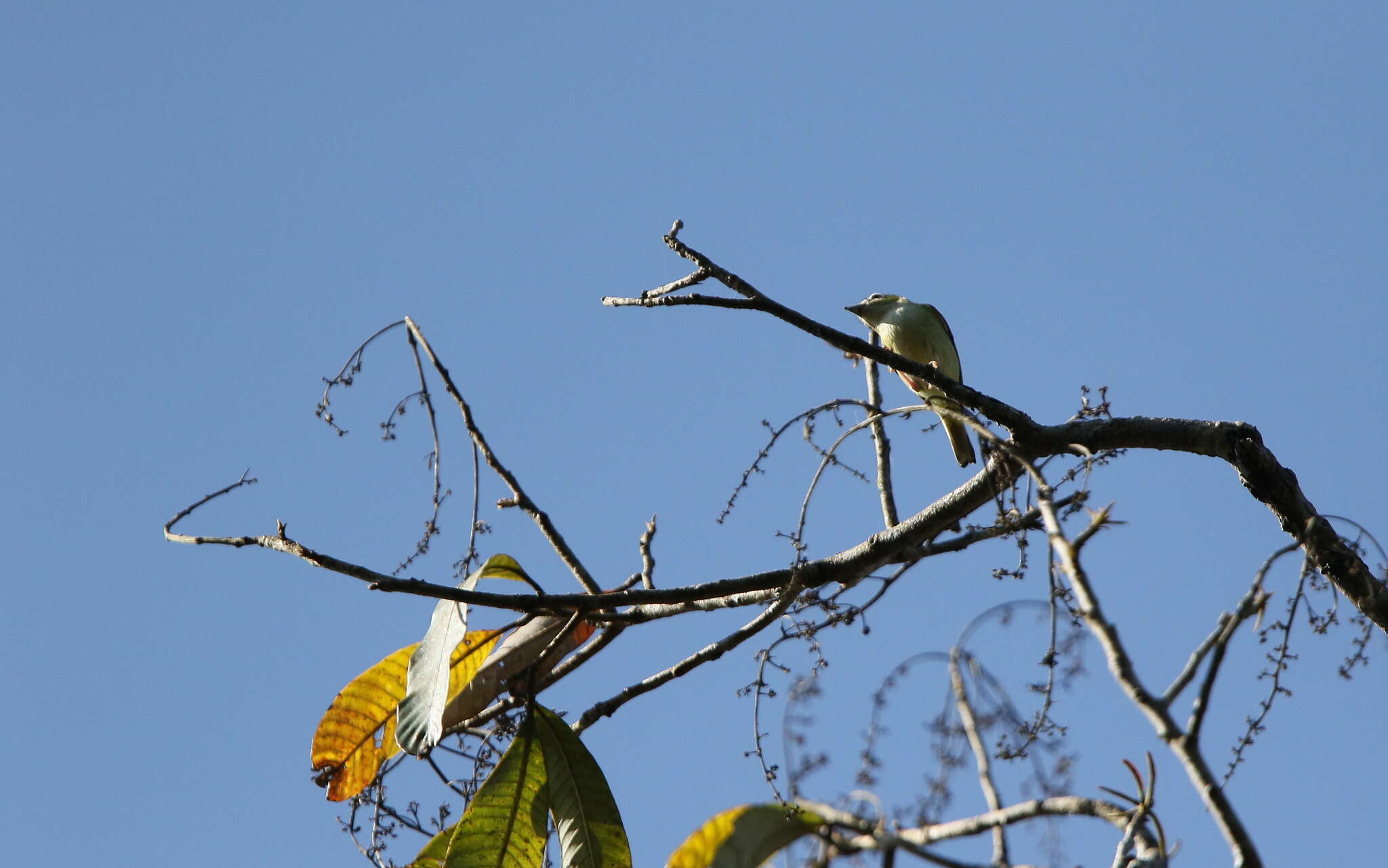 Image of Clicking Shrike Babbler