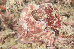 Image of Ceratosoma trilobatum (J. E. Gray 1827)