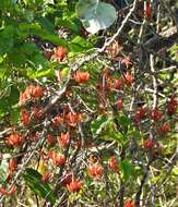 Image of Erythrina suberosa Roxb.