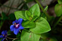 Image of Lysimachia arvensis var. caerulea (L.) Turland & Bergmeier