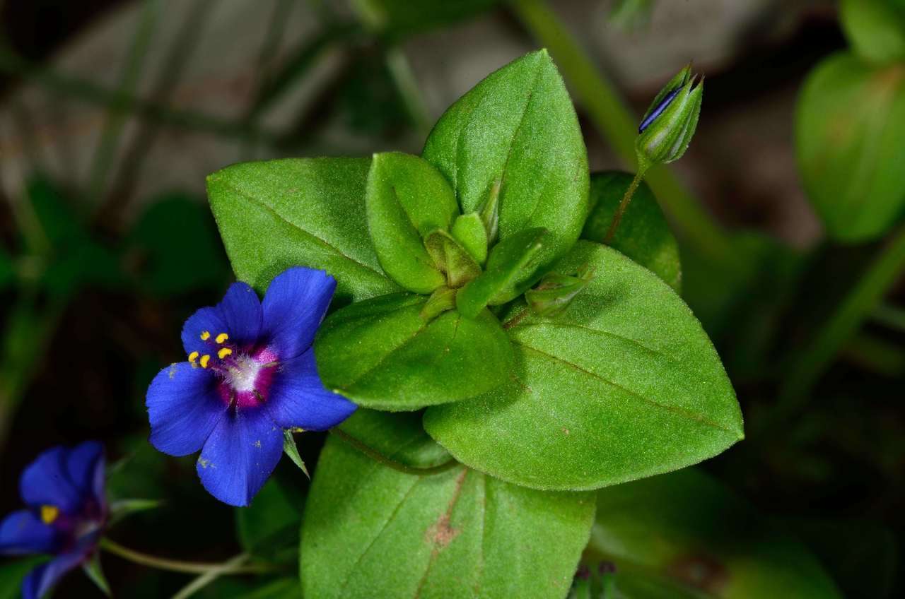 Image of Lysimachia arvensis var. caerulea (L.) Turland & Bergmeier