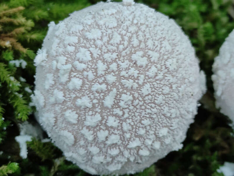 Image of Lycoperdon mammiforme Pers. 1801