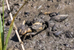 Image of Mexican Fiddler Crab