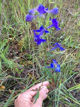 Delphinium menziesii DC.的圖片