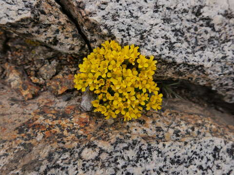 Image of granite draba