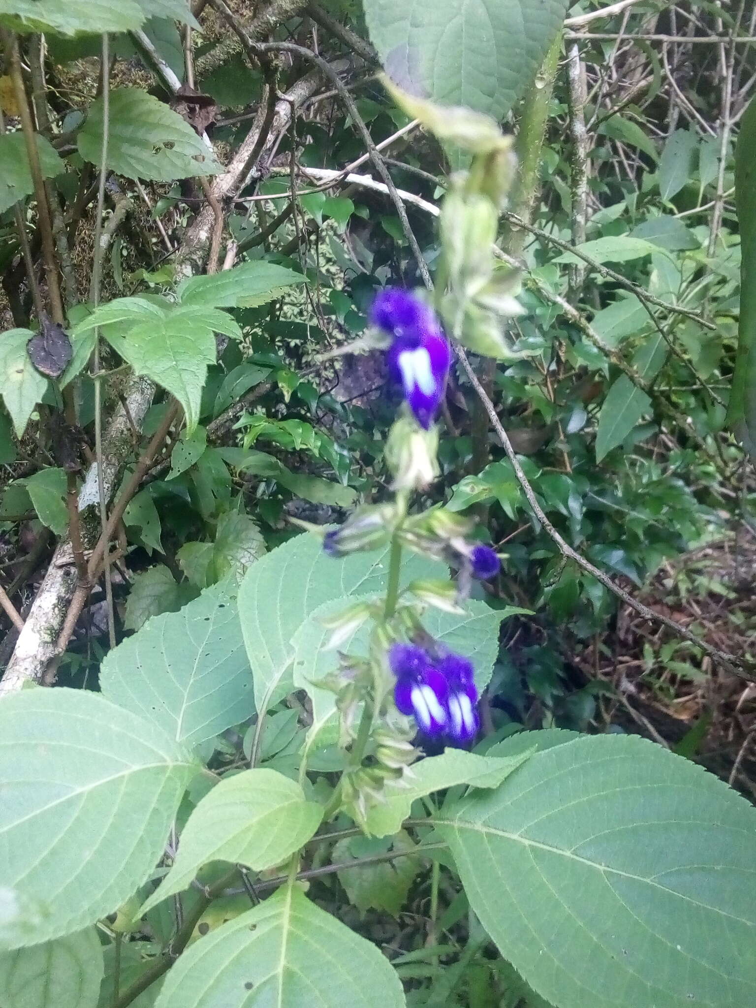 Imagem de Salvia caudata Epling