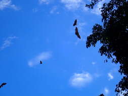 Image of Madagascan Flying Fox