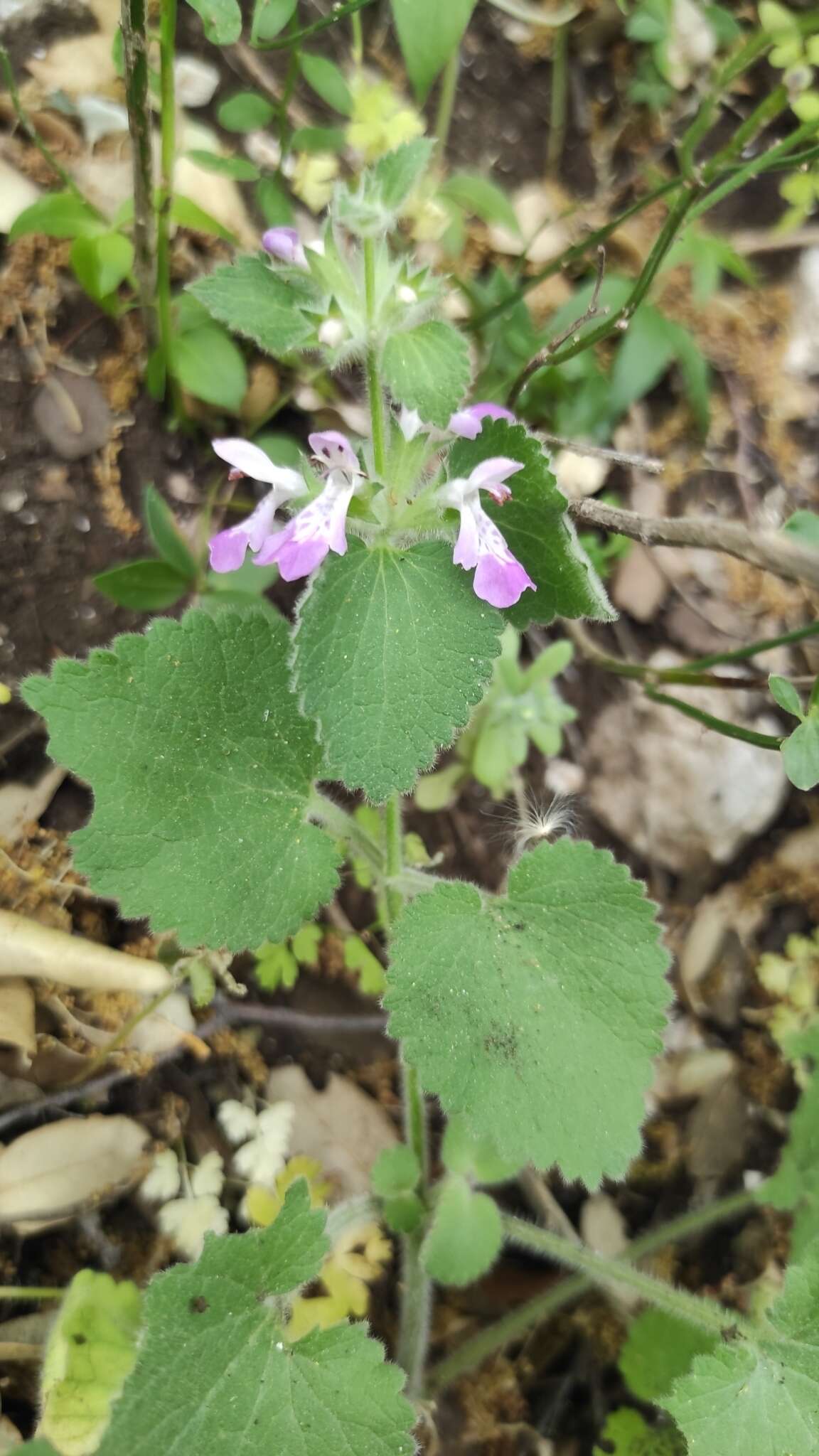 Imagem de Stachys circinata L'Hér.