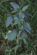 Imagem de Silene latifolia subsp. alba (Miller) Greuter & Burdet