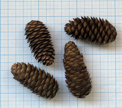 Imagem de Picea koraiensis Nakai