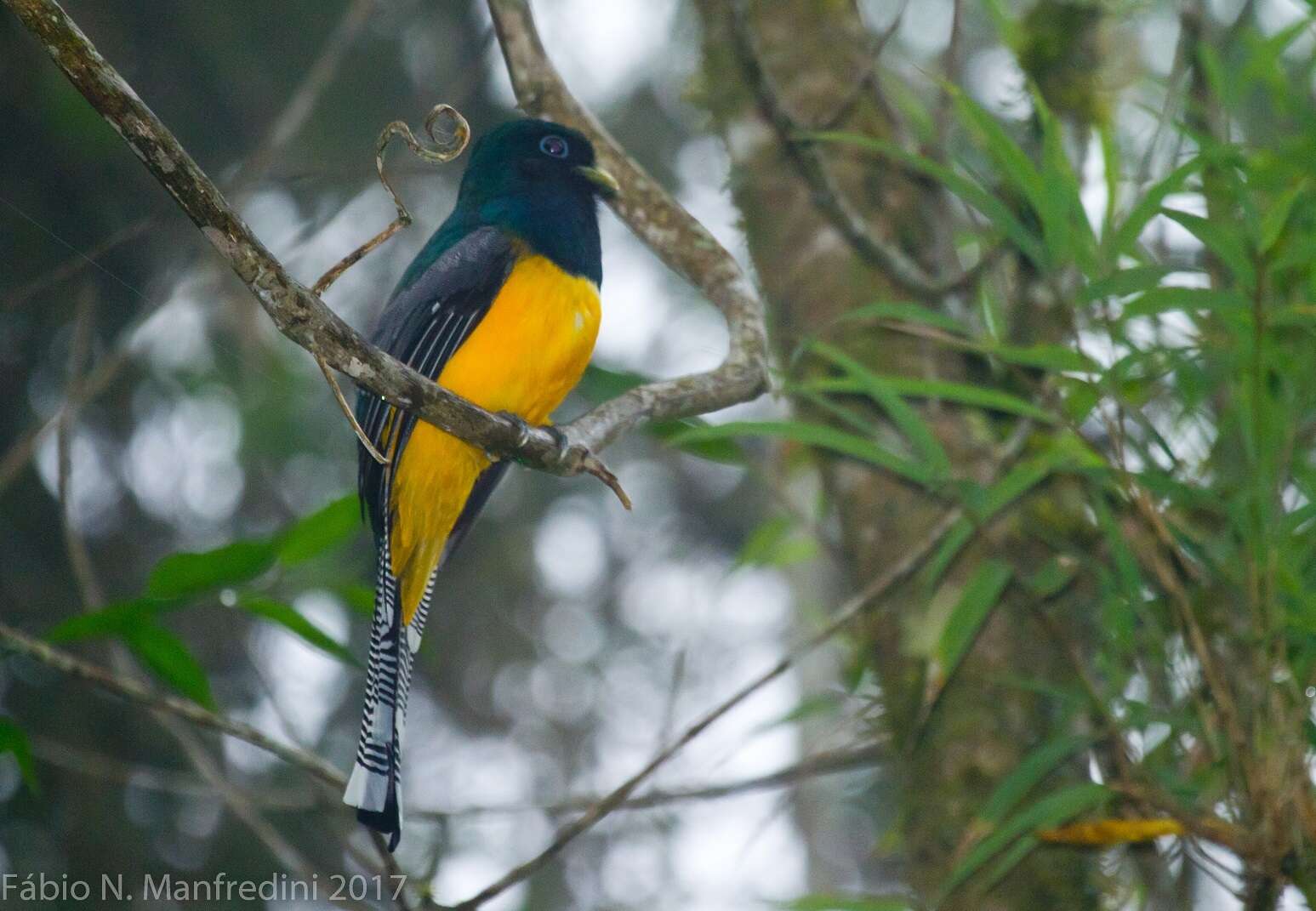 Image of Black-throated Trogon