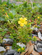 Image of slender yellow woodsorrel