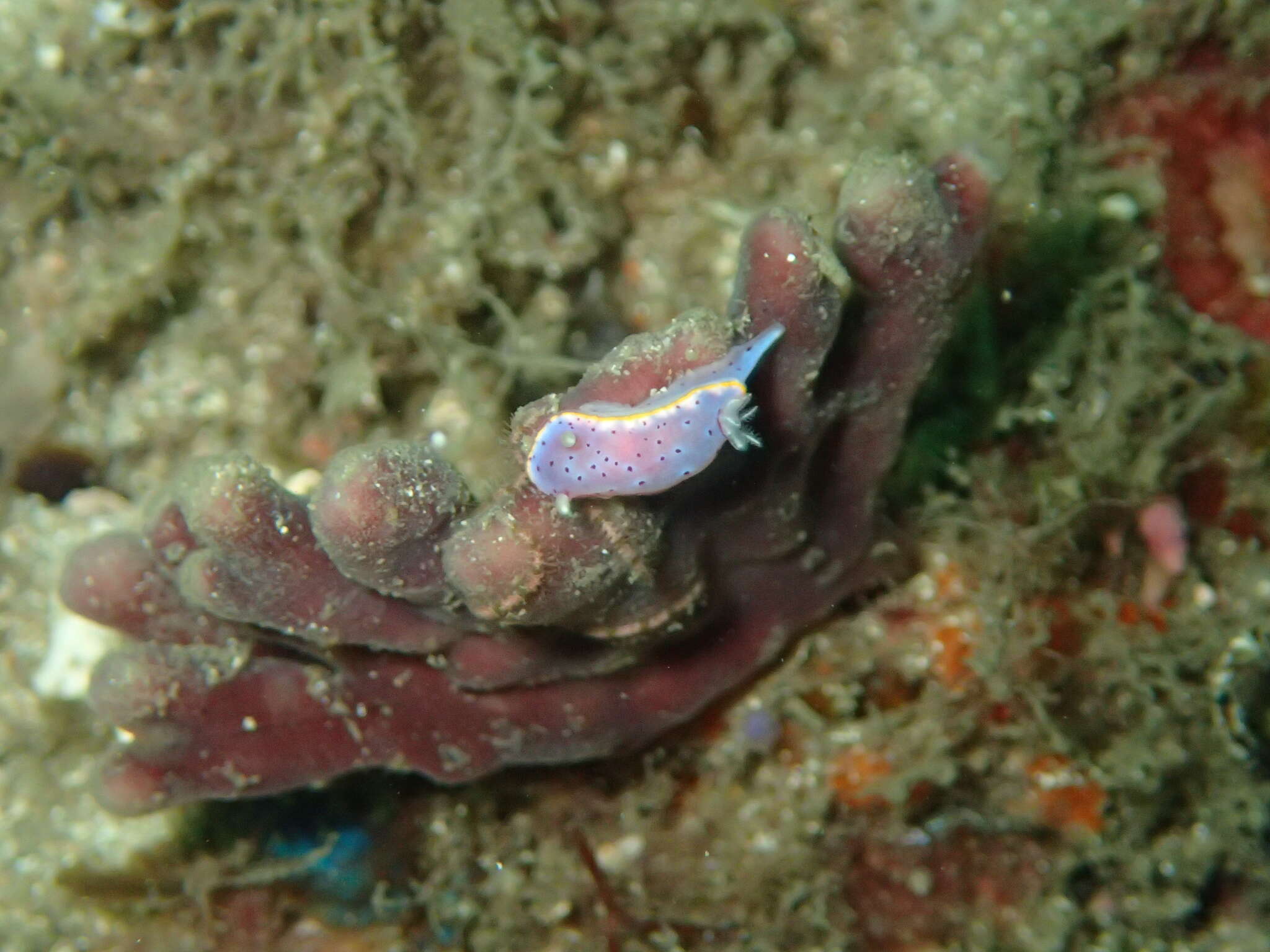 Image de Goniobranchus woodwardae (Rudman 1983)