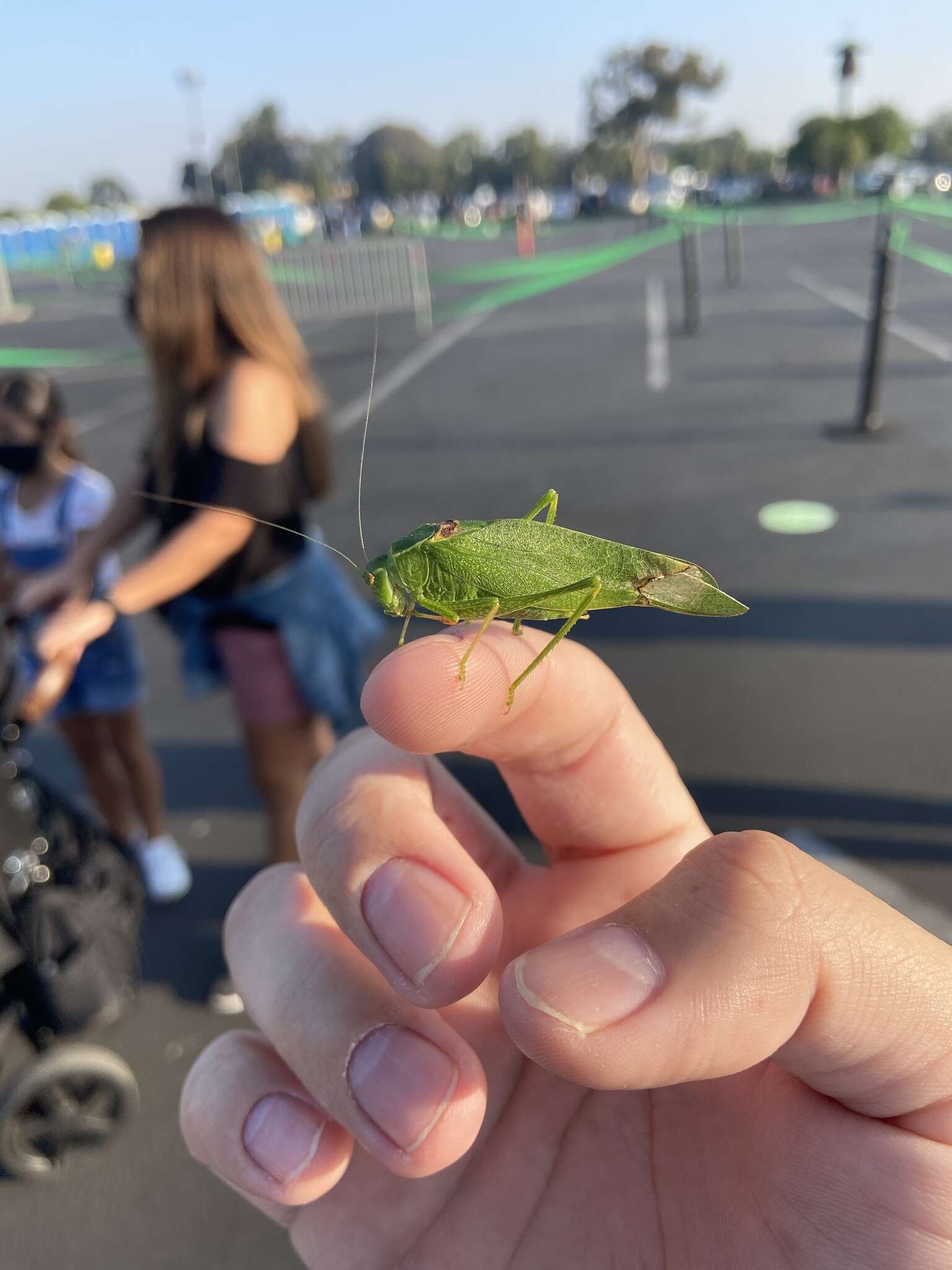 Image of California Angle-wing Katydid