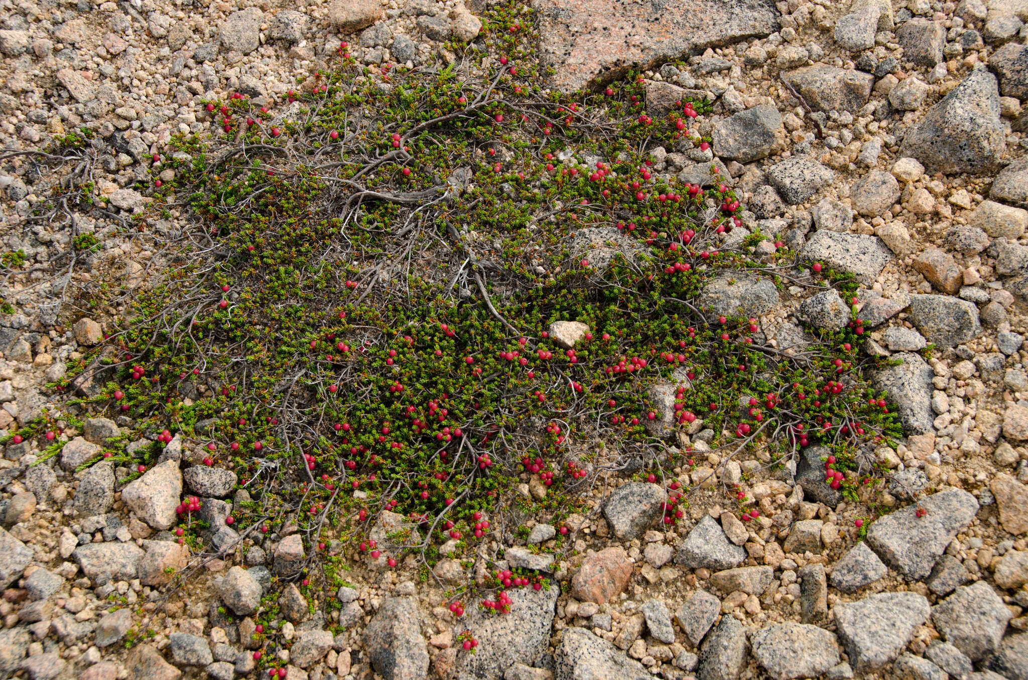 Empetrum eamesii Fern. & Wieg.的圖片