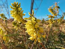 Image of Santa Barbara milkvetch