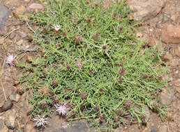 Слика од Centaurea gadorensis G. Blanca