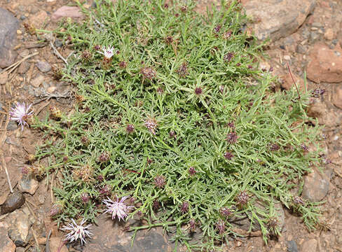 Слика од Centaurea gadorensis G. Blanca