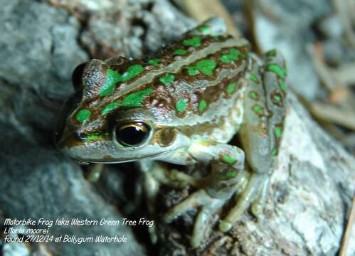 Image of Bell Frog