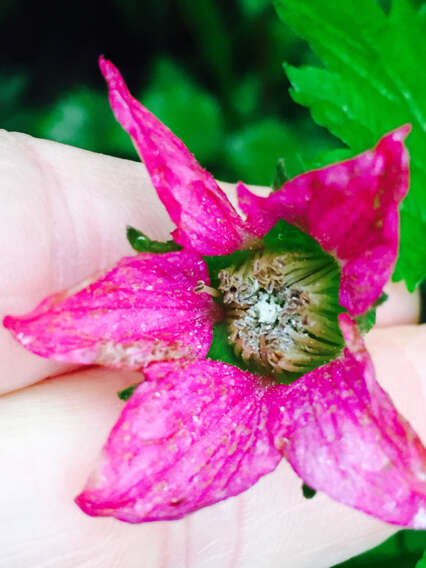 Image de Rubus spectabilis Pursh