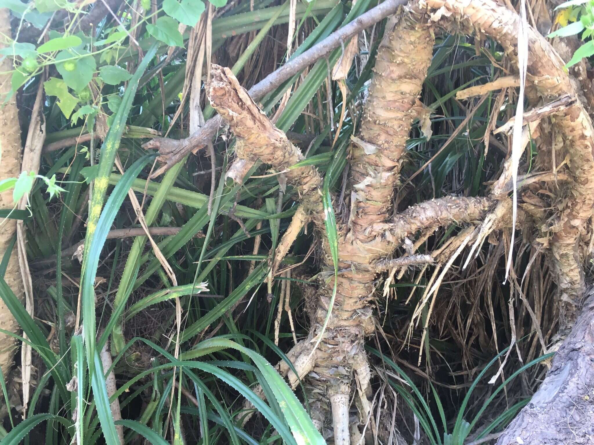 Image of Pandanus odorifer (Forssk.) Kuntze