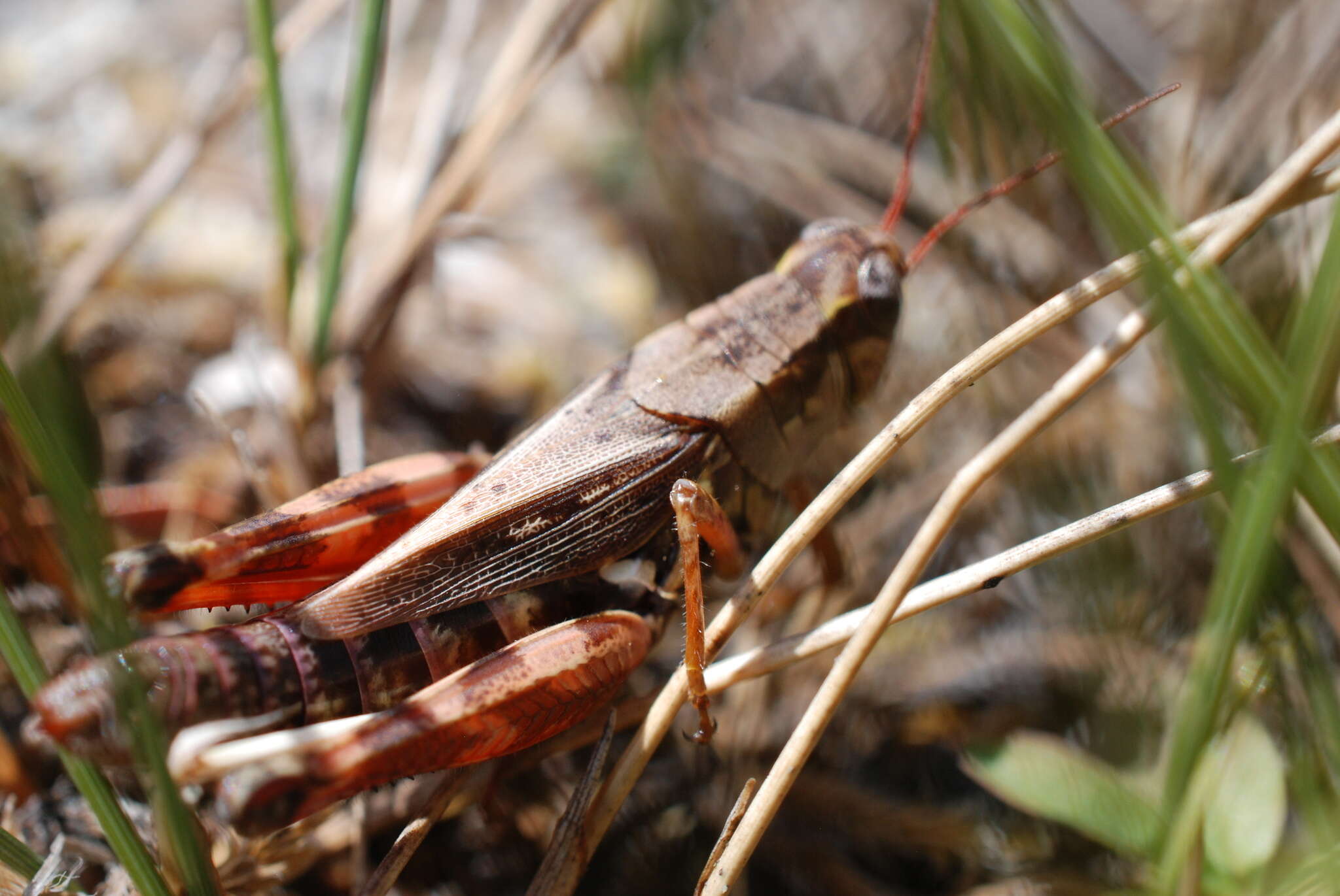 Melanoplus fasciatus (Walker & F. 1870) resmi