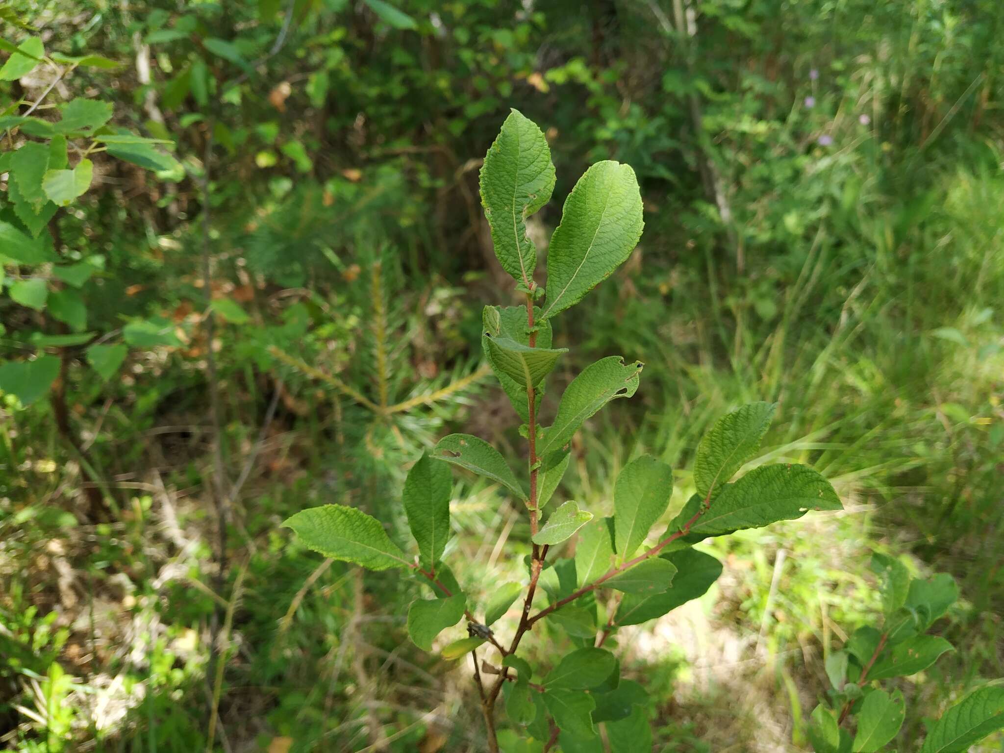 Image of eared willow