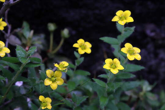 Image of Saxifraga hispidula D. Don